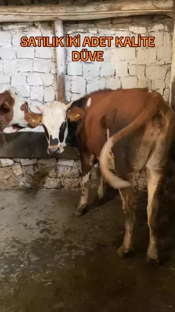 @Özenşimşek36