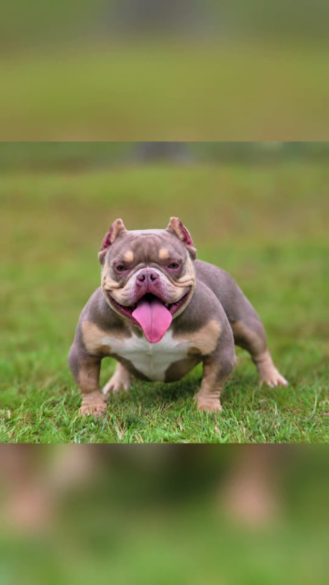 @baglife_kennels