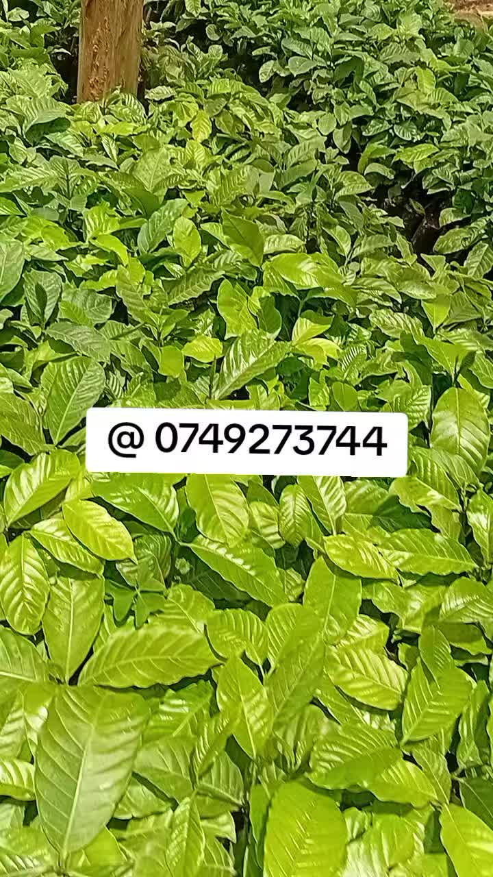 @MUKISSA AGRO Ug🌿