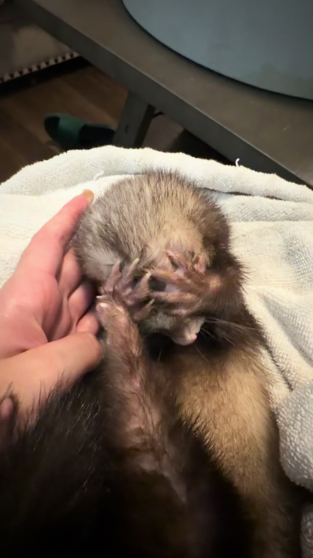 @oliverandstellaferrets