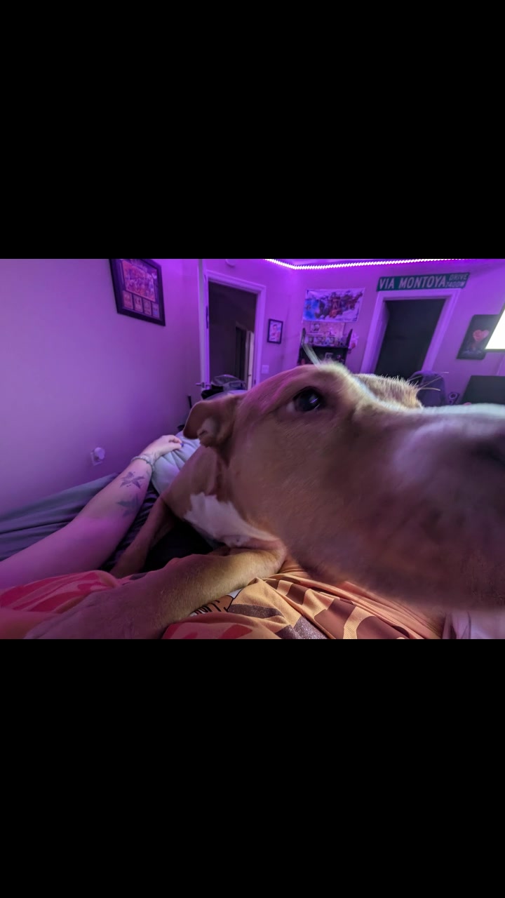 @smol_bean