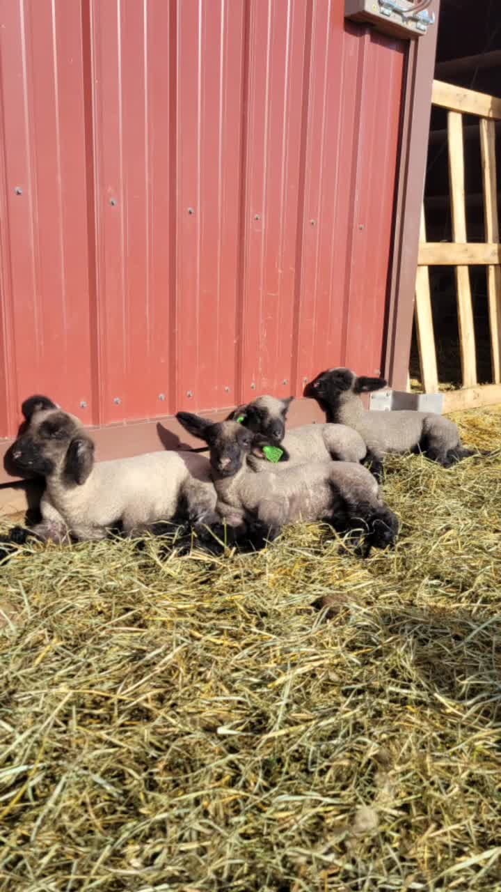 @Skinner Show Lambs