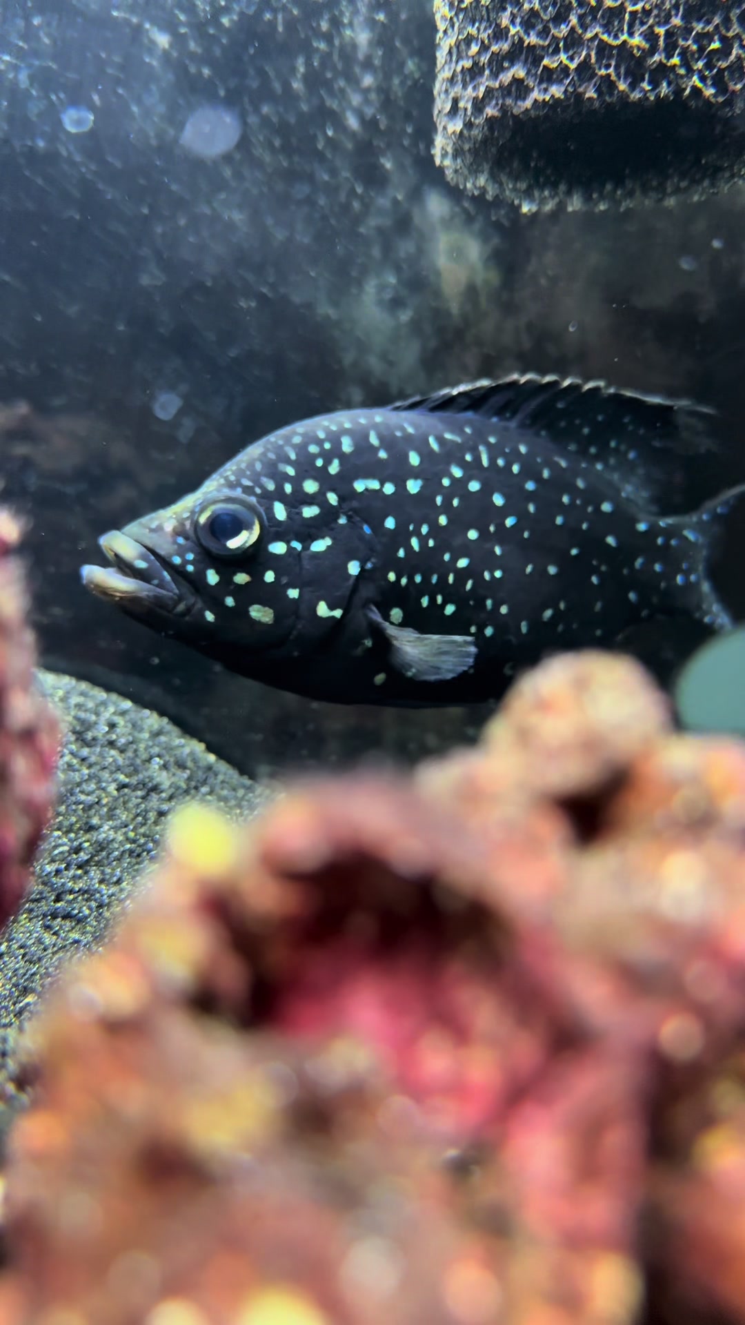 @Cichlid Adventures