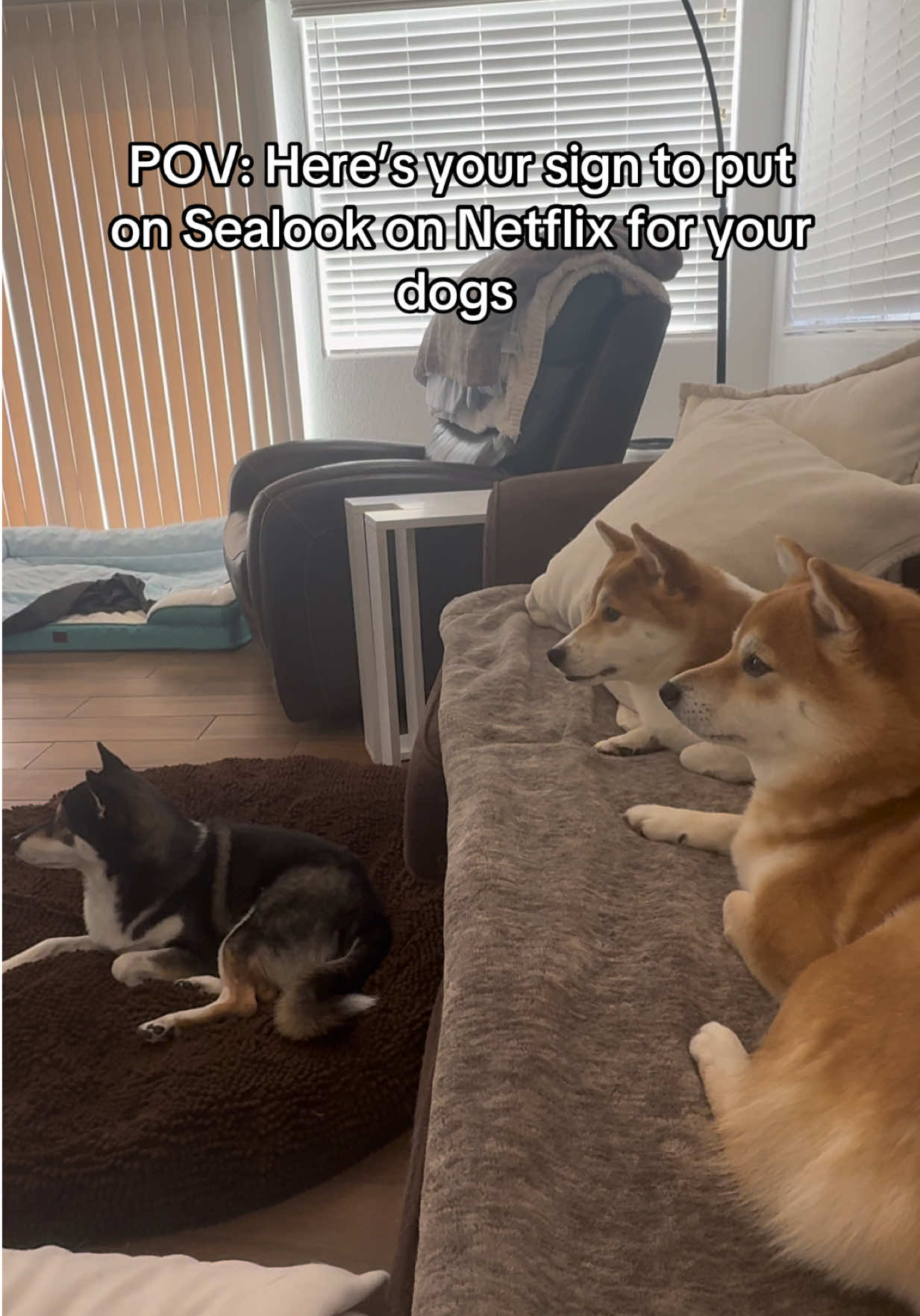 @Flock of Shibas 🐕🐕🐕