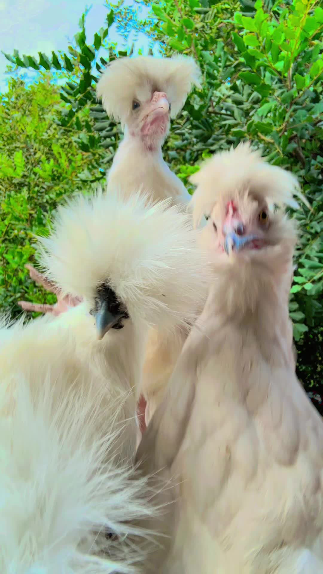 @Ilgallinaio_special