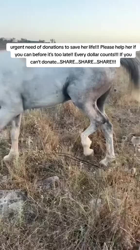 @angels.fleet.rescue