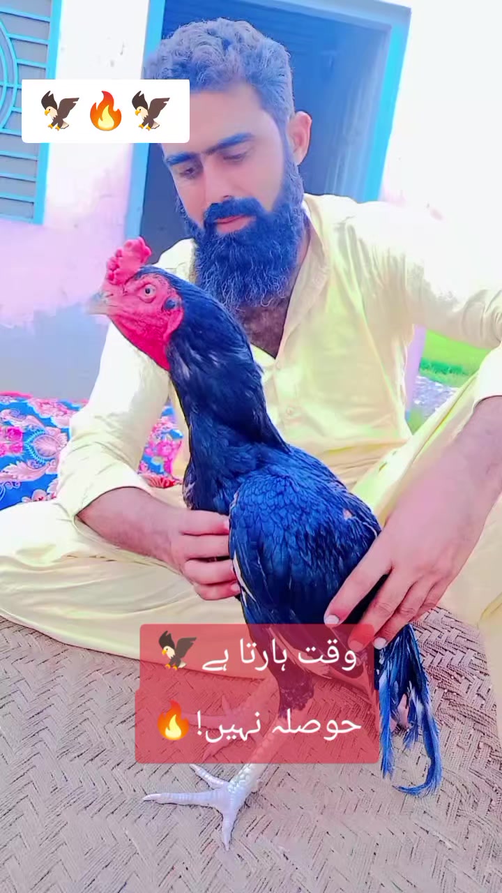 @kashifaseel2