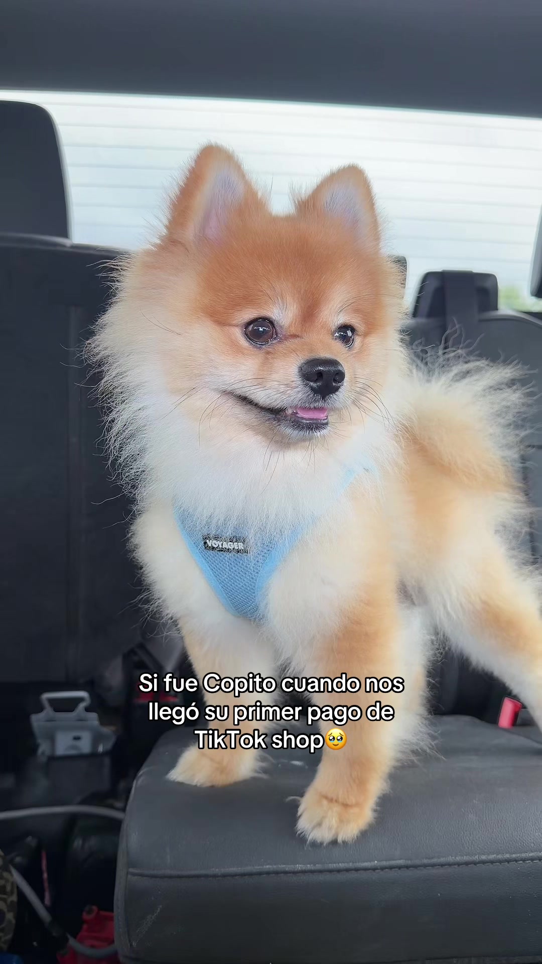 @Soy Copito