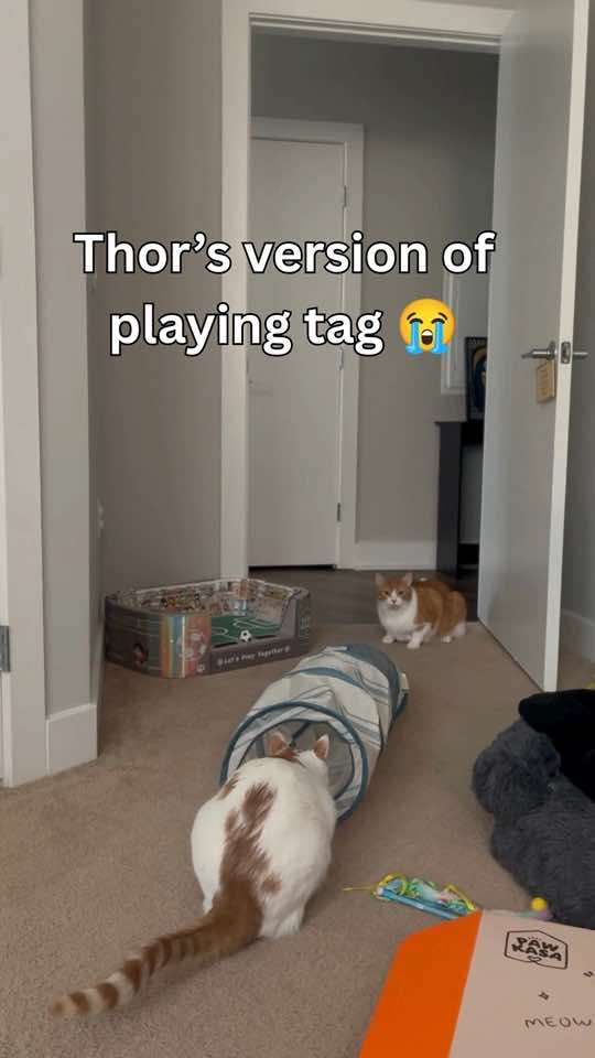 @One and a Half Orange Cats