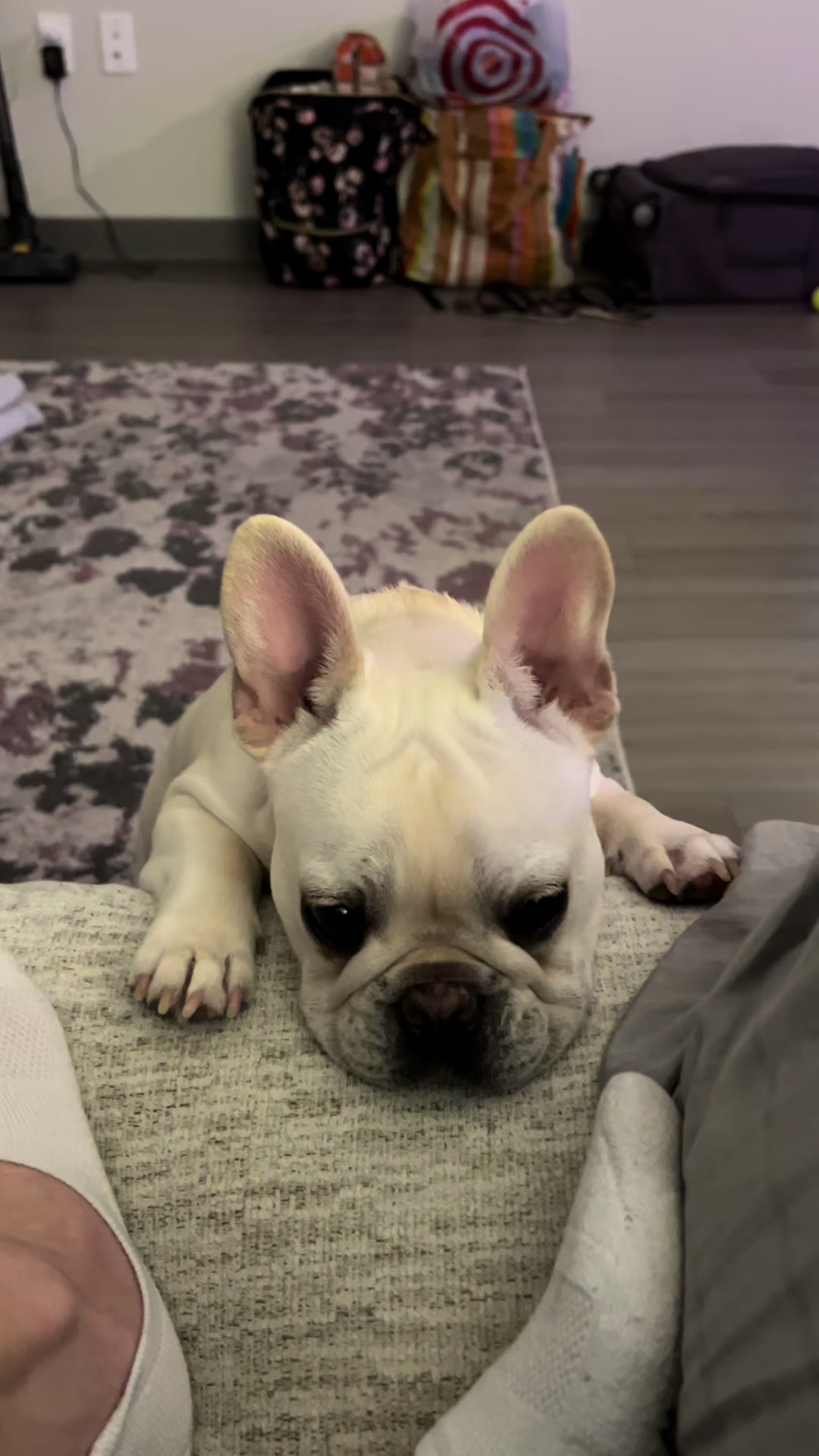 @Bagel the OG Frenchie