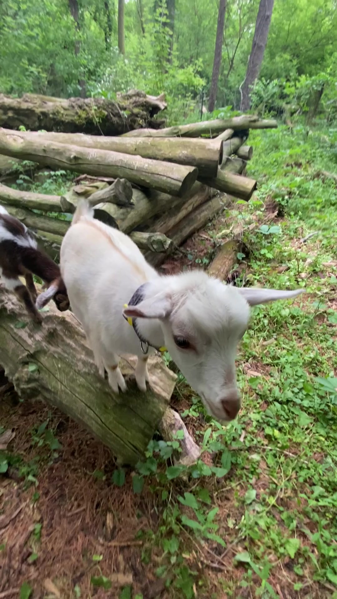 @G.O.A.T.Goats (Meara)