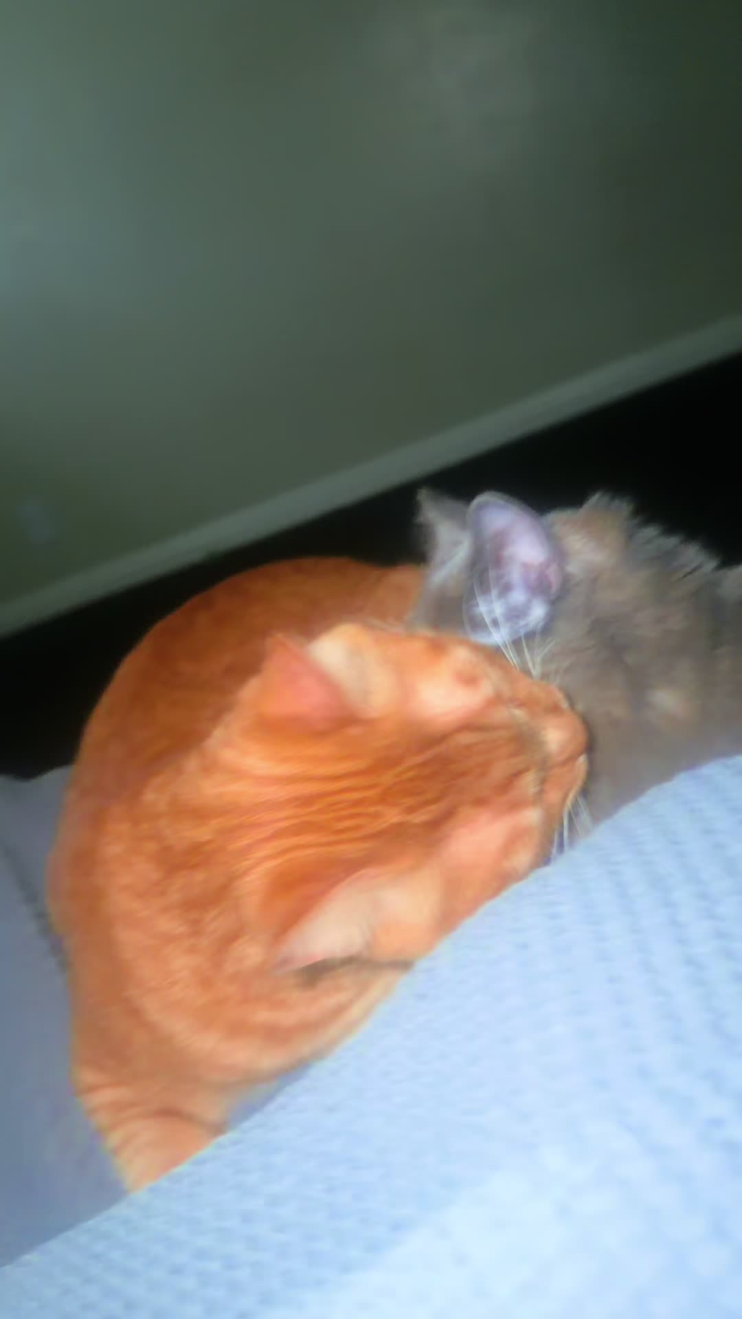 @Chiquito, Coco and the cat