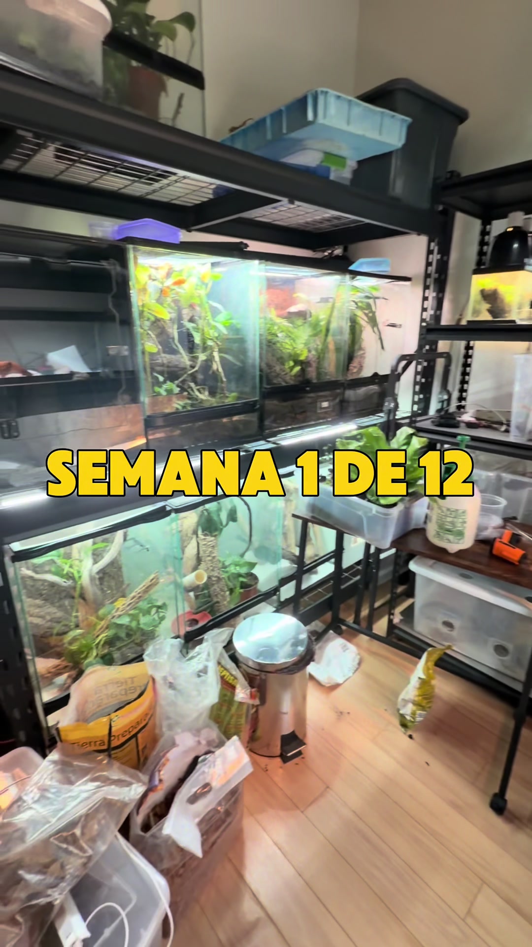 @Reptile Source