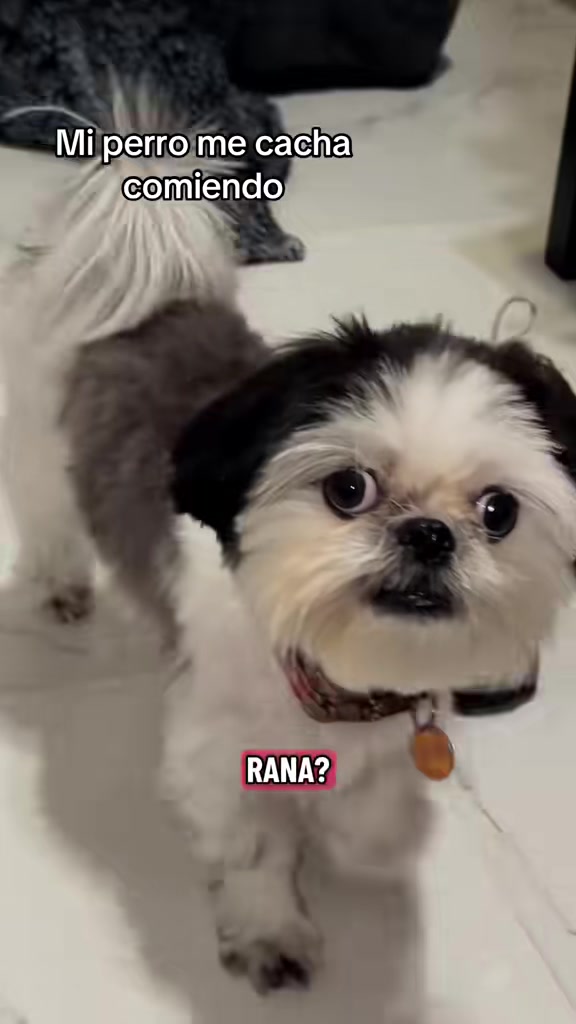 @coco.el.shihtzu
