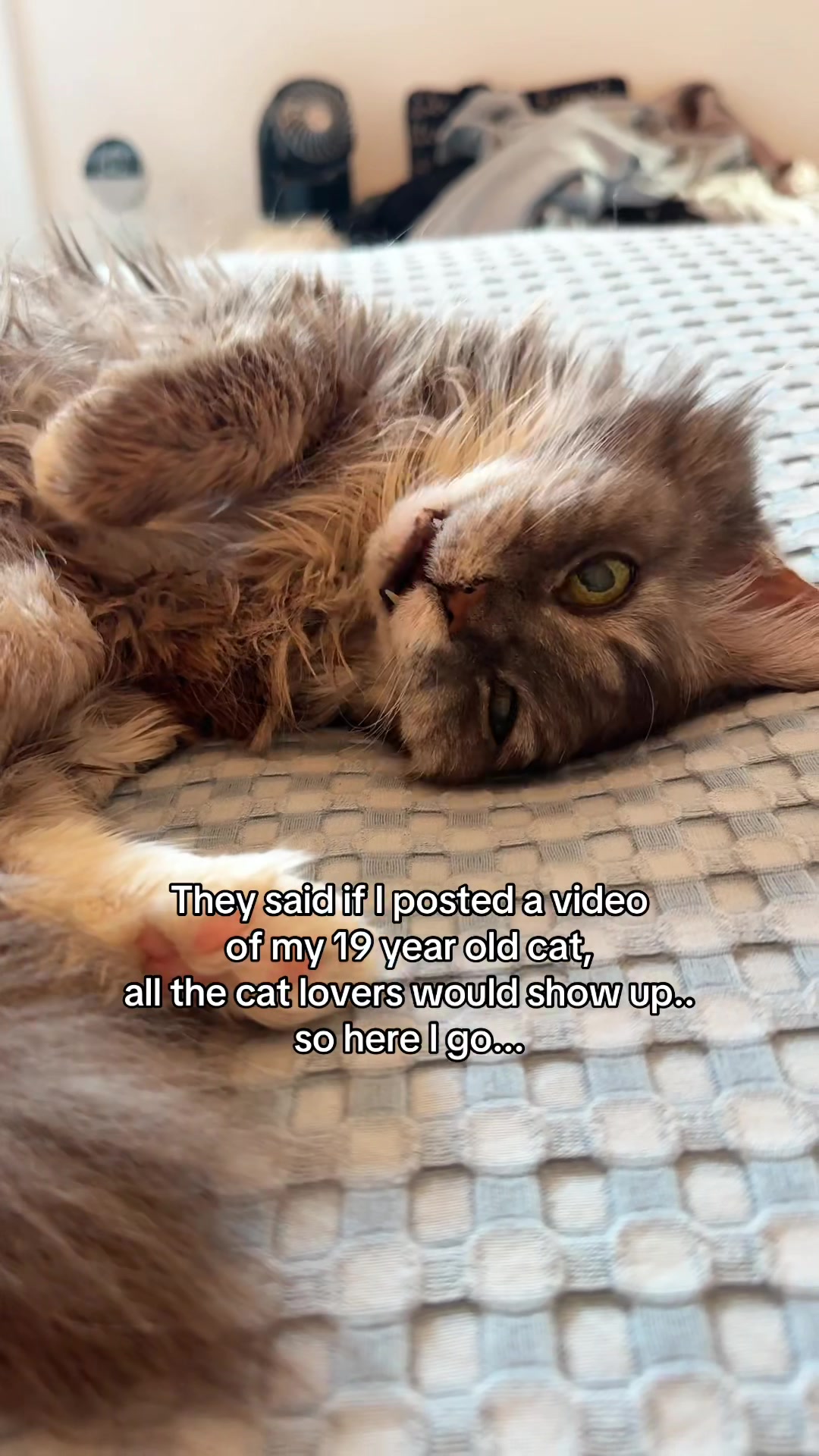 @Auntie Julie - The Cat Sitter