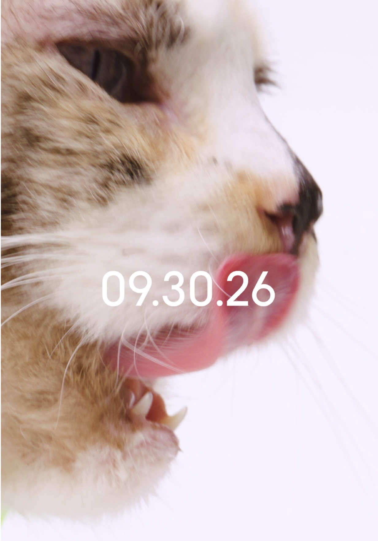 @Native Pet