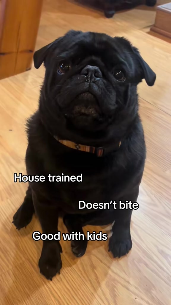 @Pugaddict