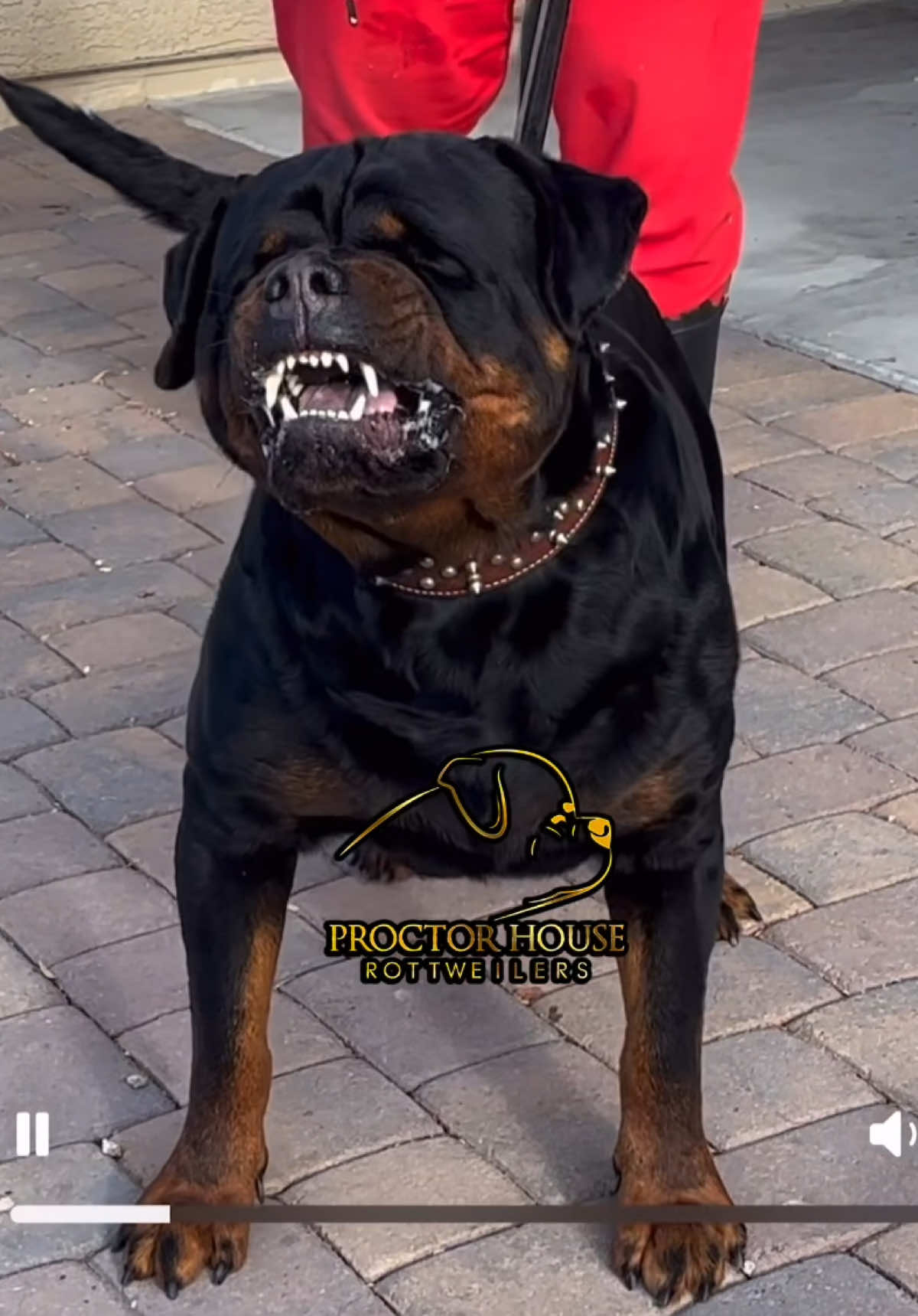@Proctor House Rottweilers