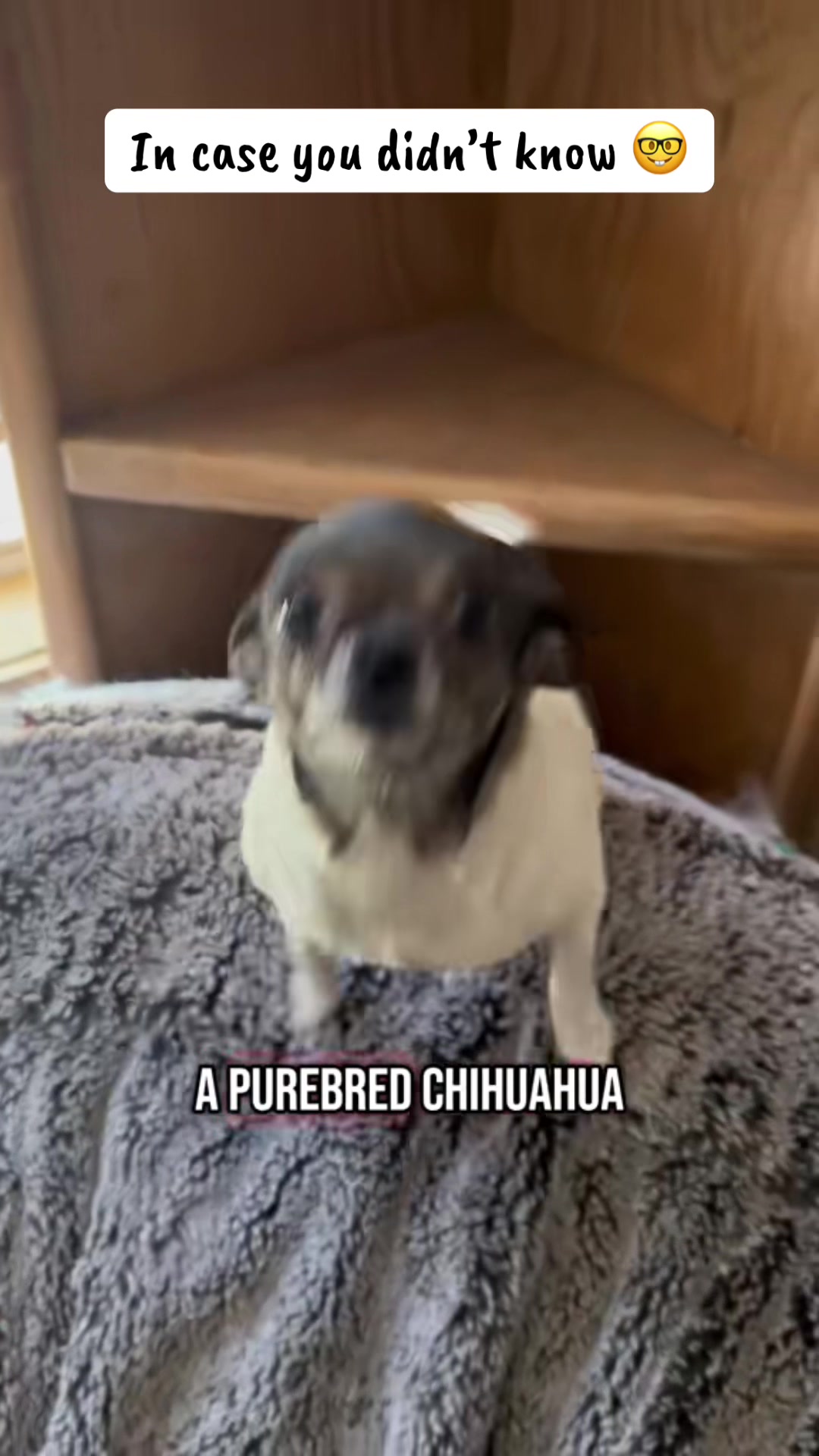 @jesswithallheranimals