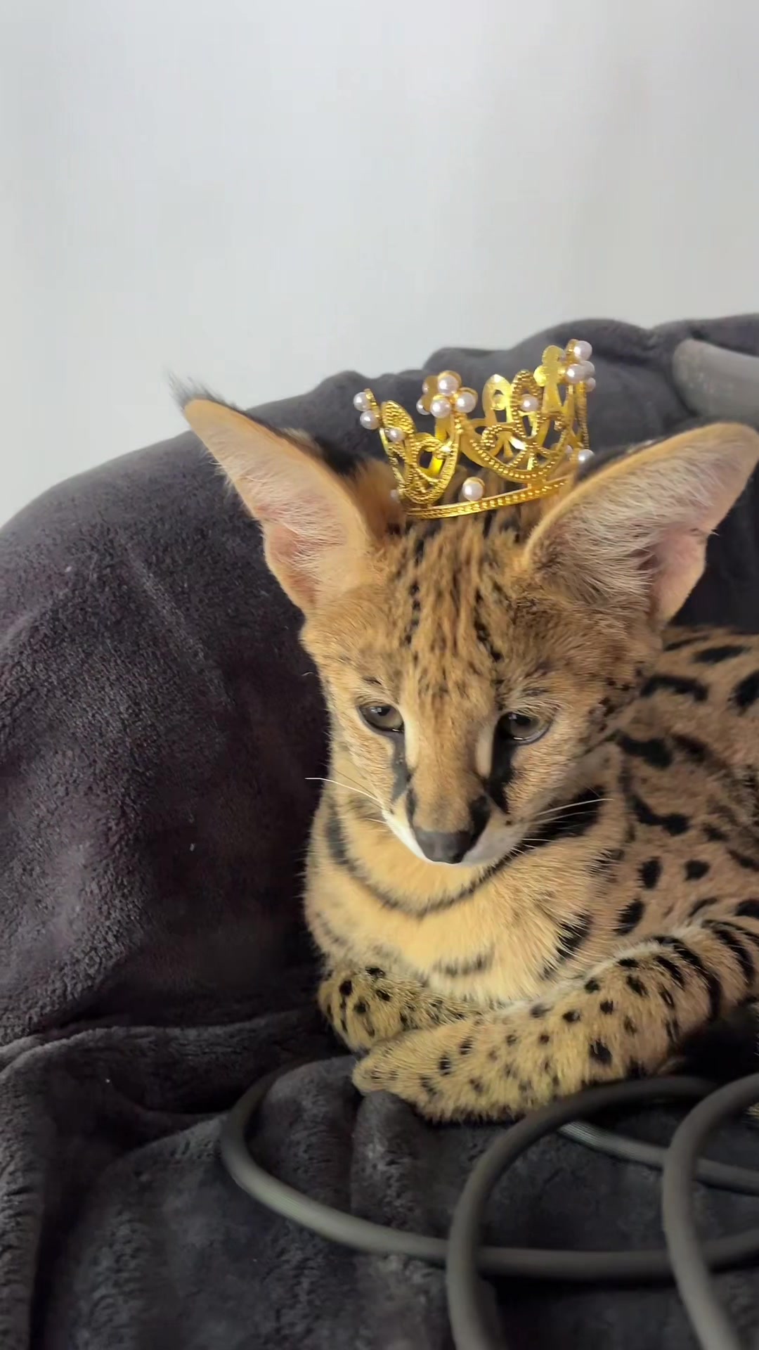 @BAO THE SERVAL