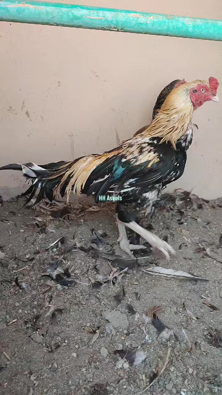 @HH &Aring;sėəłs1