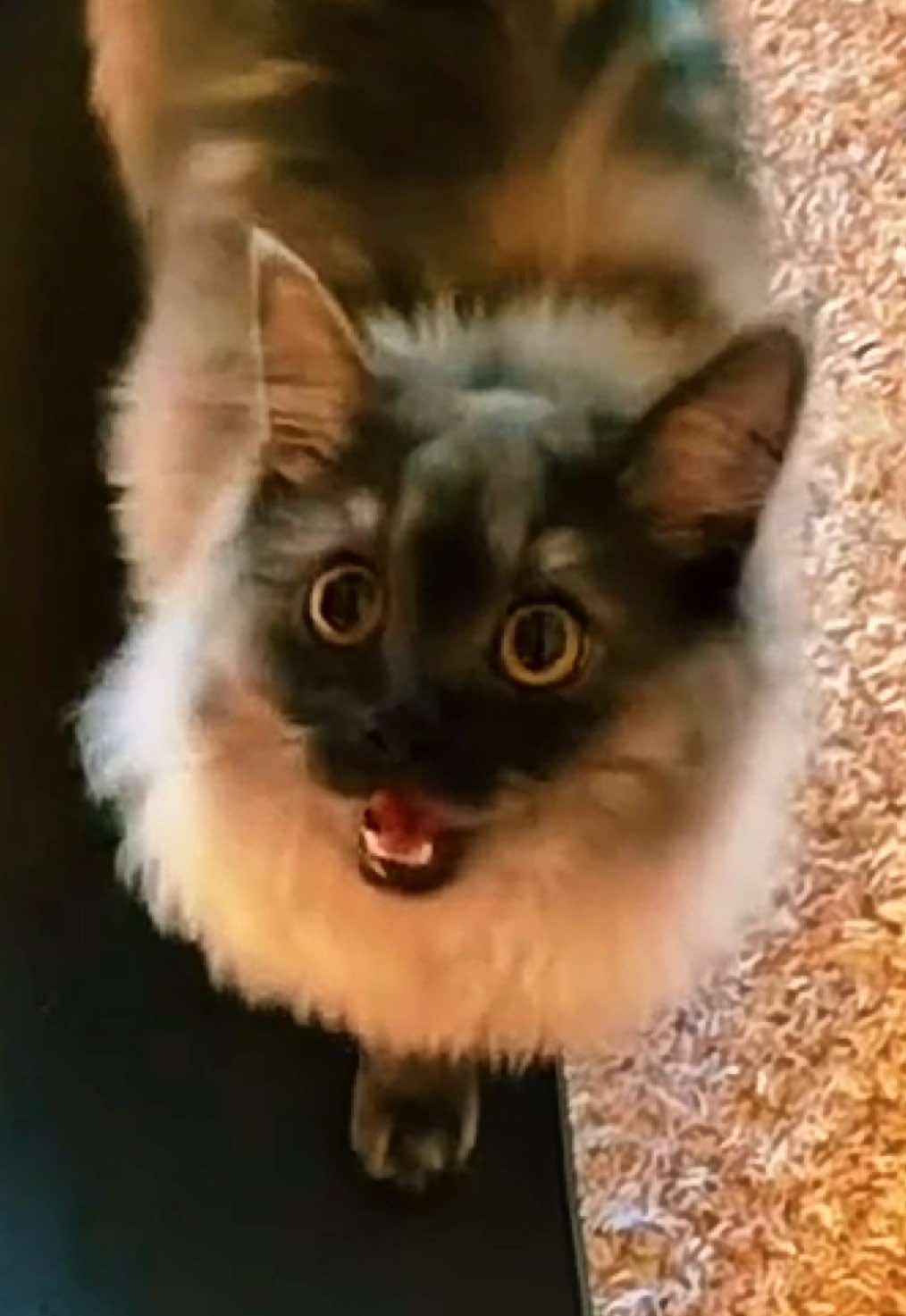 @Brad the CatDad 🐾