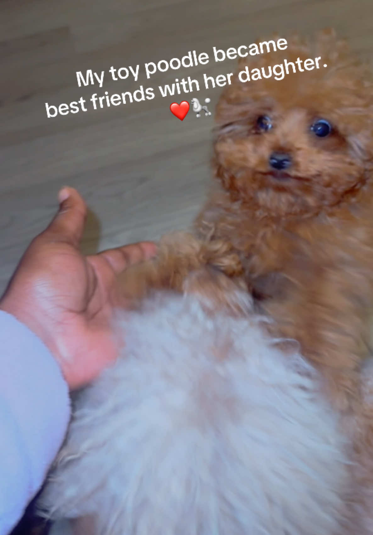 @Dog Lady