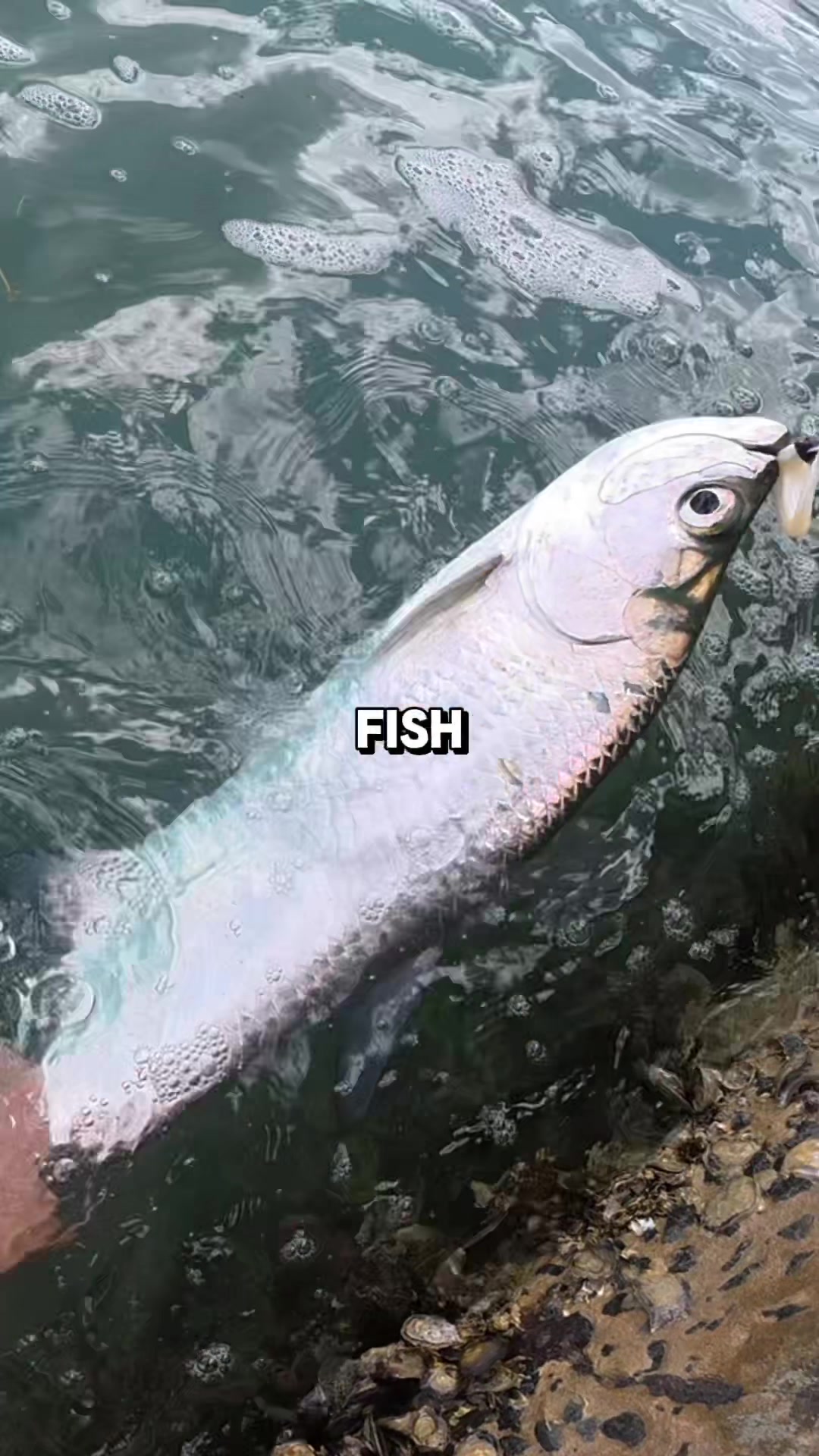 @JlangFishing