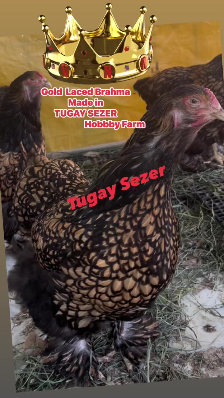 @Tugay Sezer