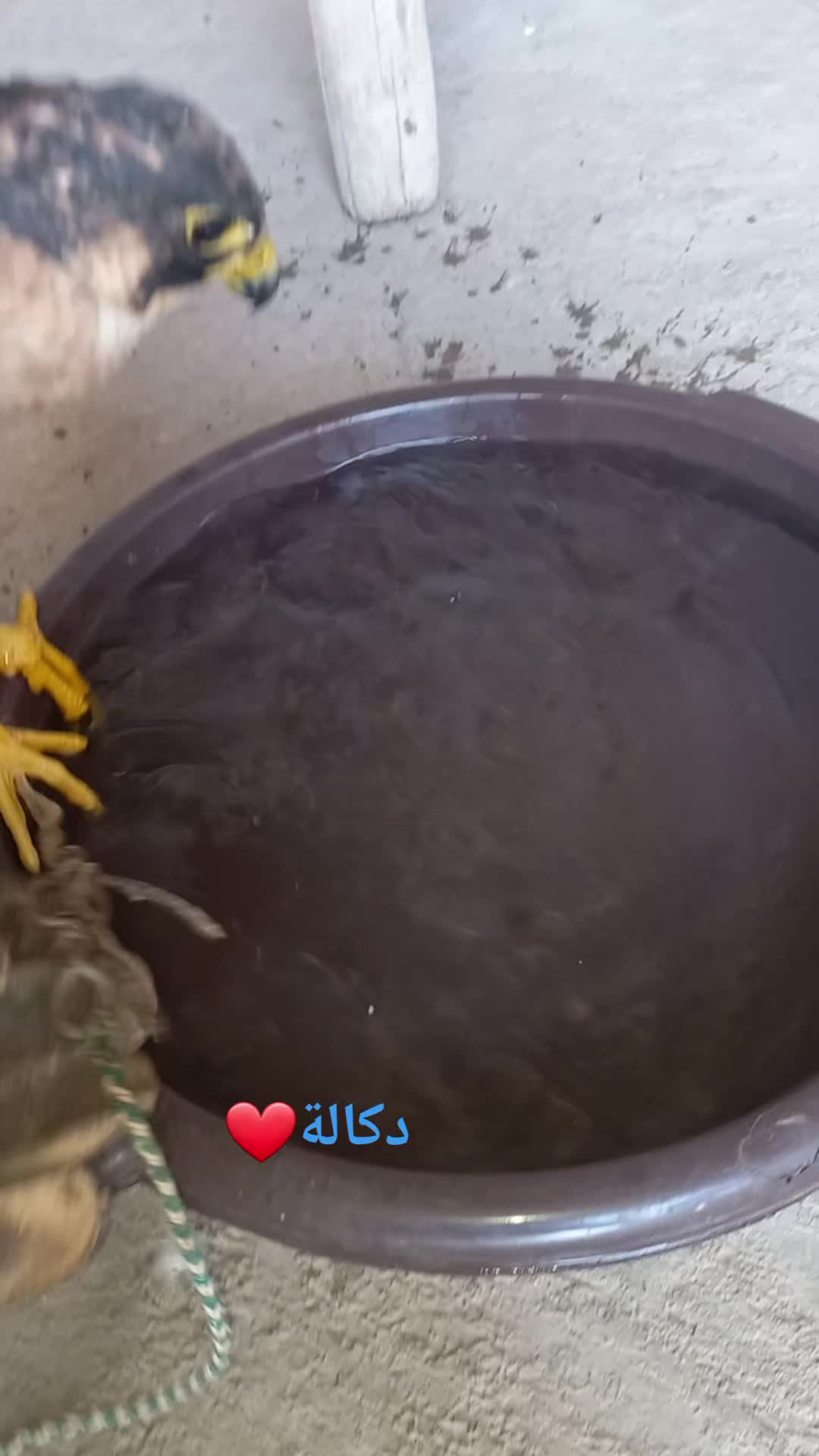 @الشاهين البحري🇲🇦