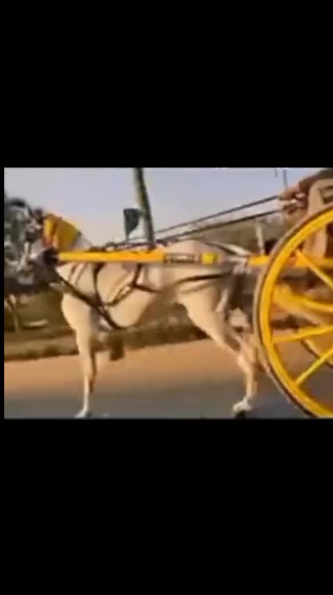 @🐴 گھوڑا شوق 🐴