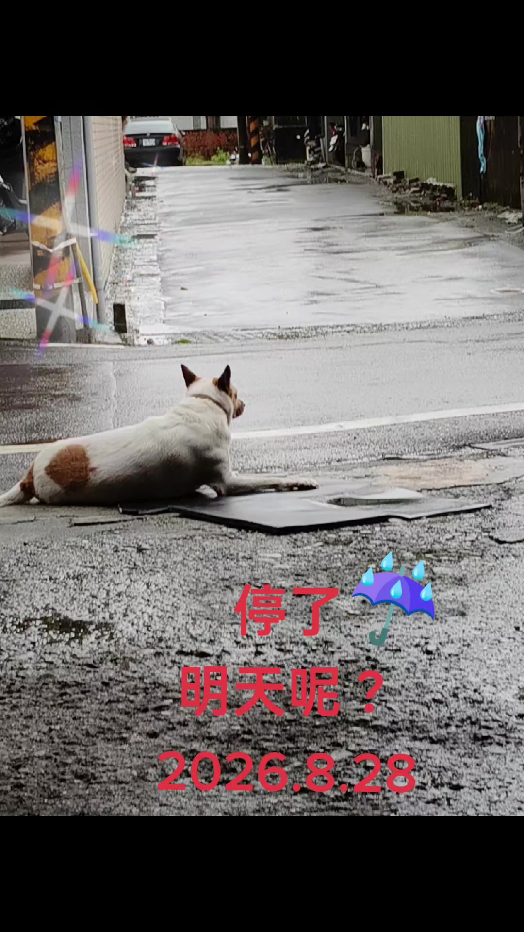 @大珍寶🥕
