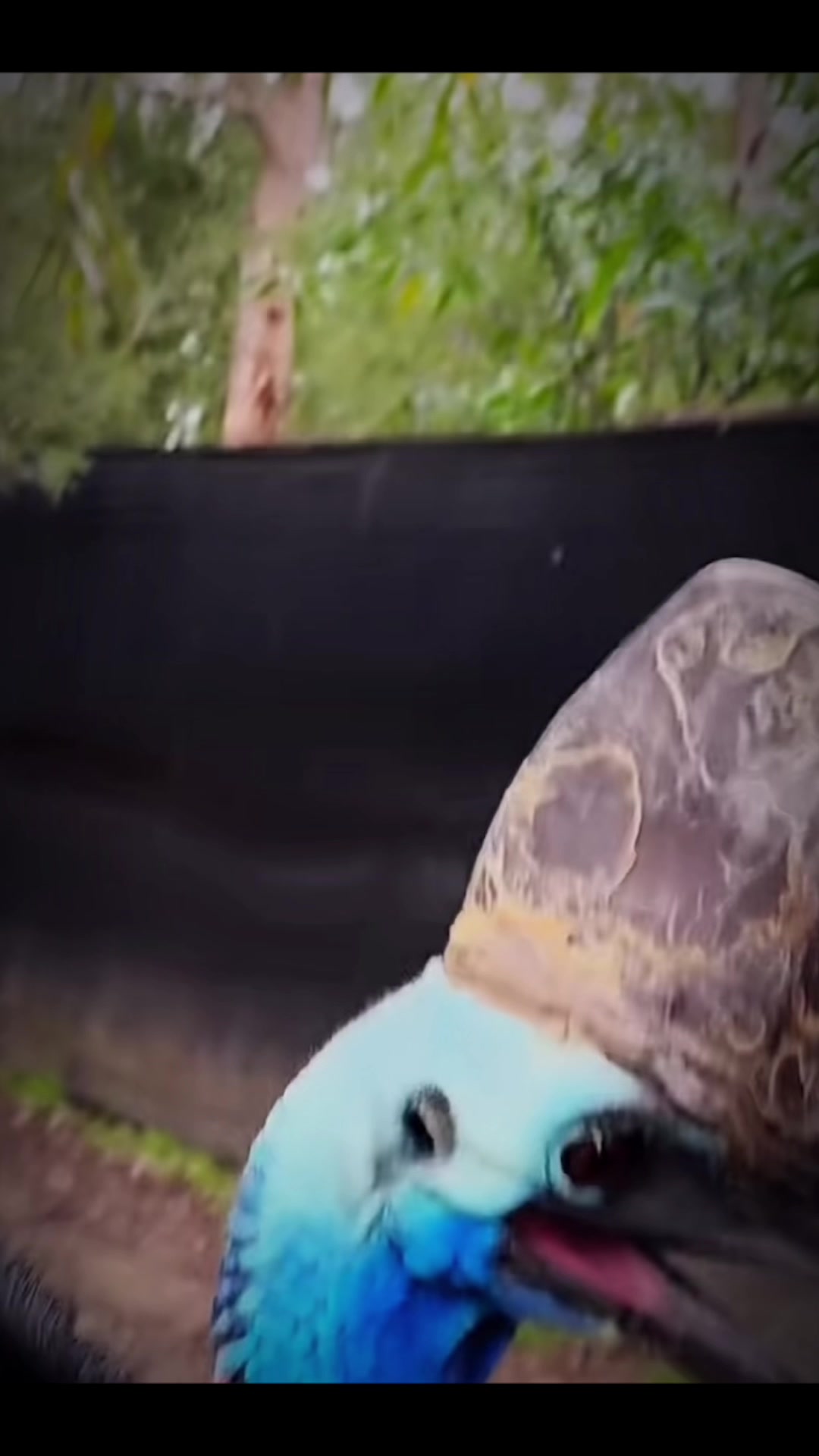 @網上動物