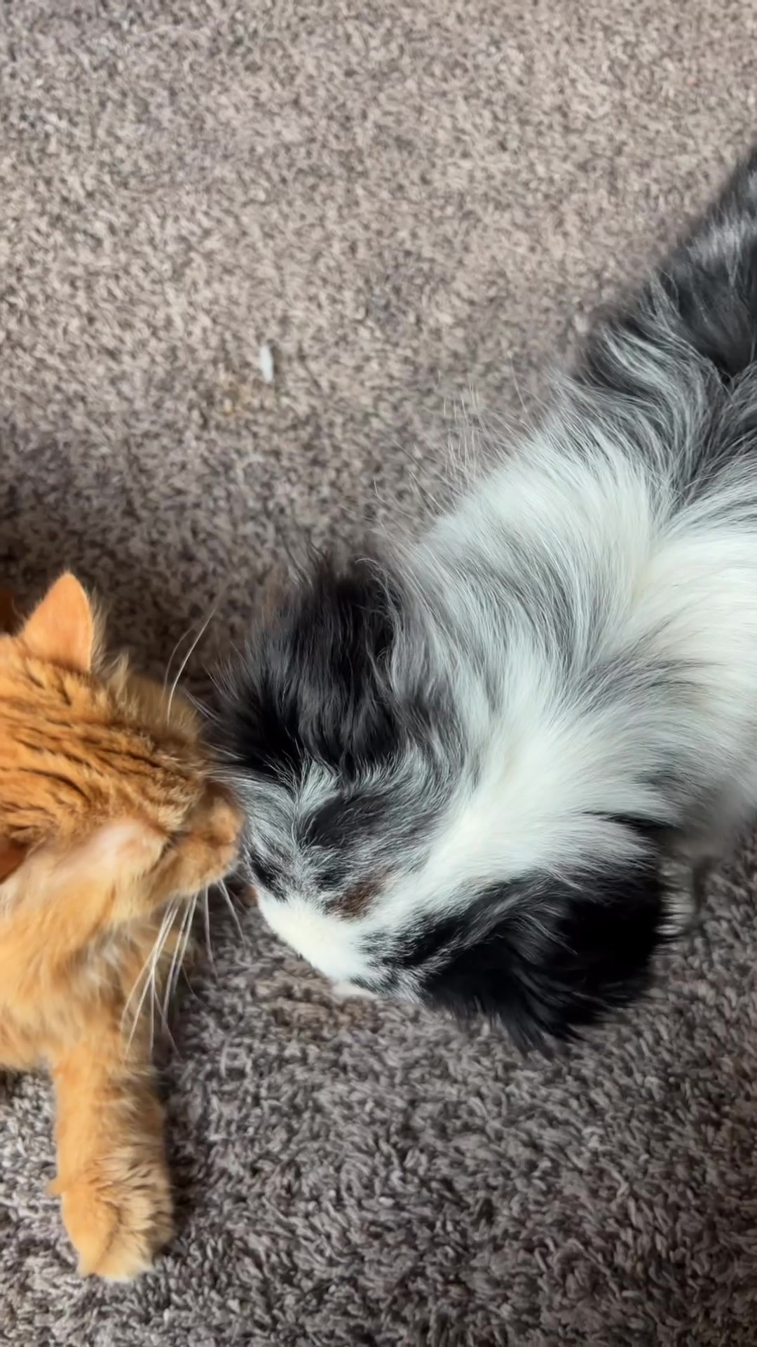 @bellaandrockieandsammie