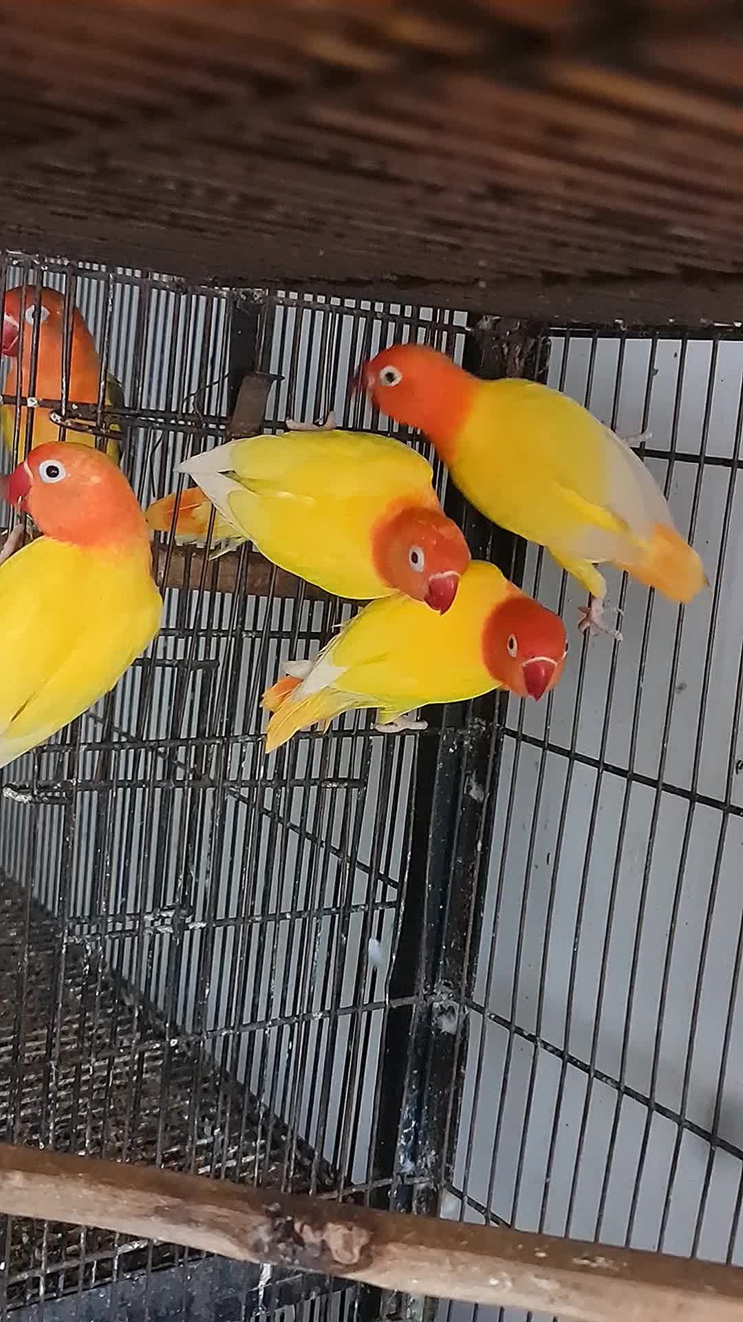 @ROYAL BIRD US