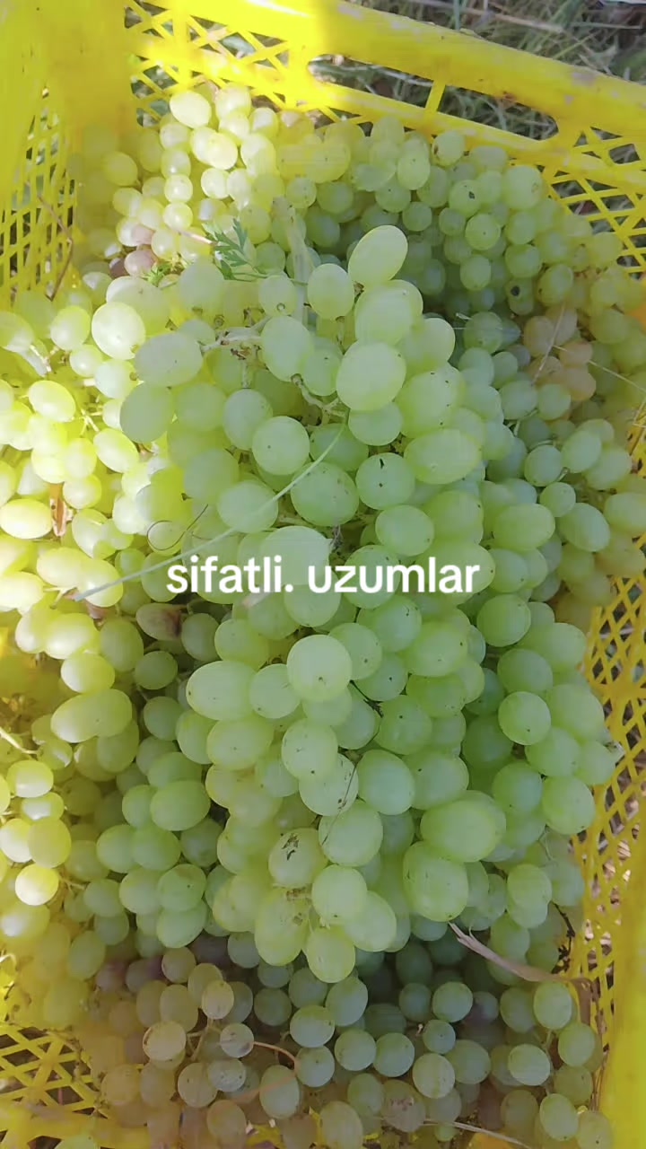 @Halimbek2003