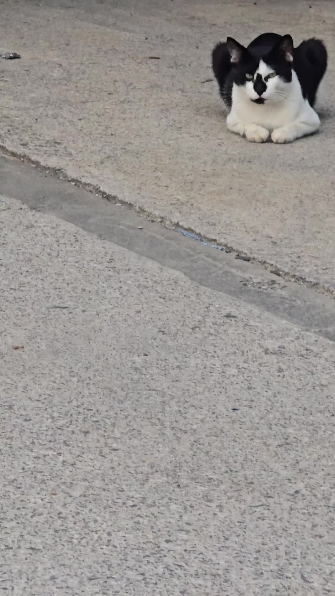 @고양이 형아
