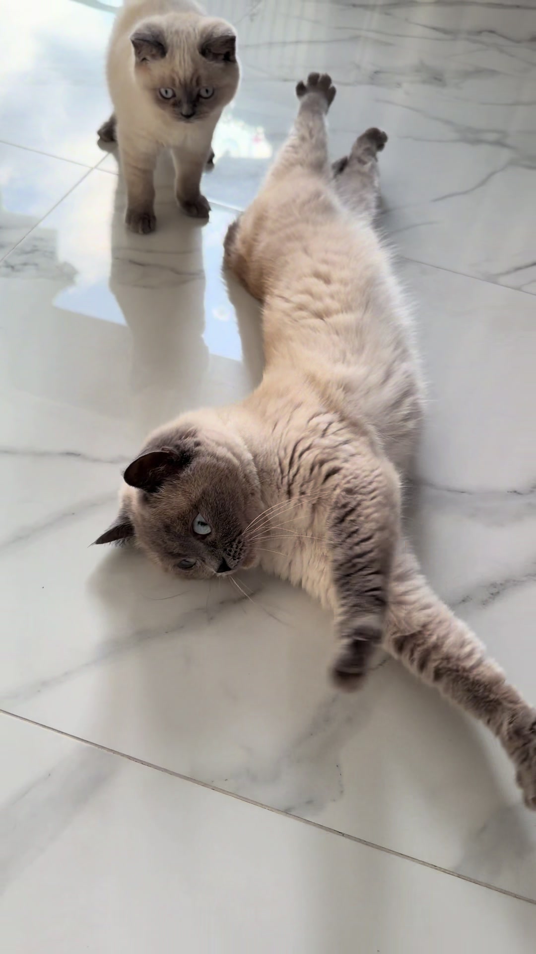 @Трускавецька киця 😻