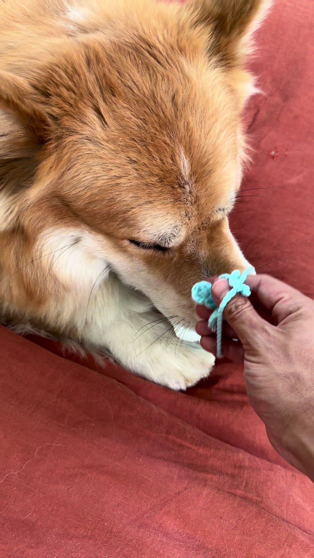 @apollothecorgimute
