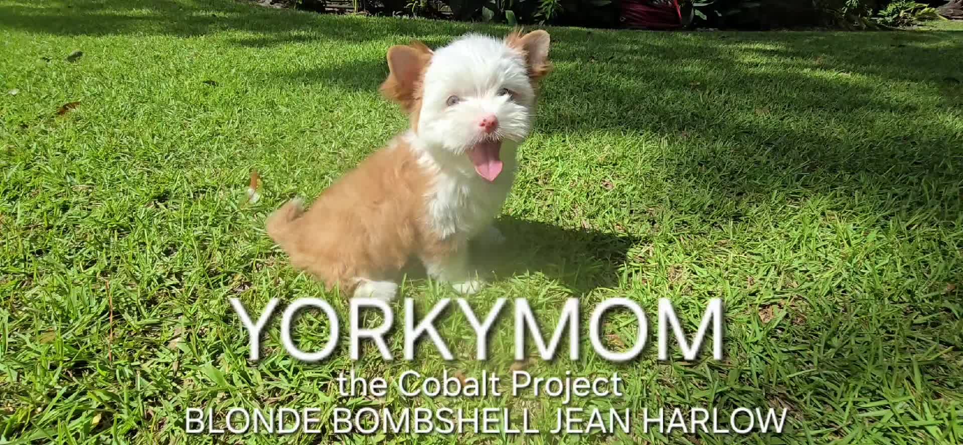 @theYorkymom