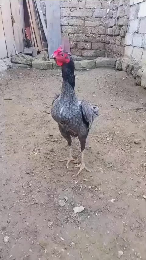 @peşəkarlar 6006556