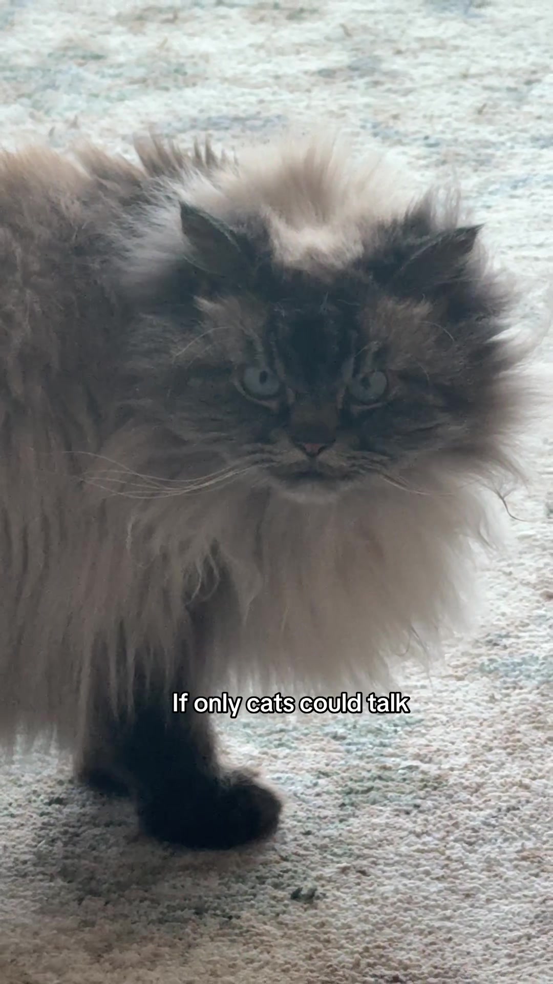 @Merlin Ragdoll