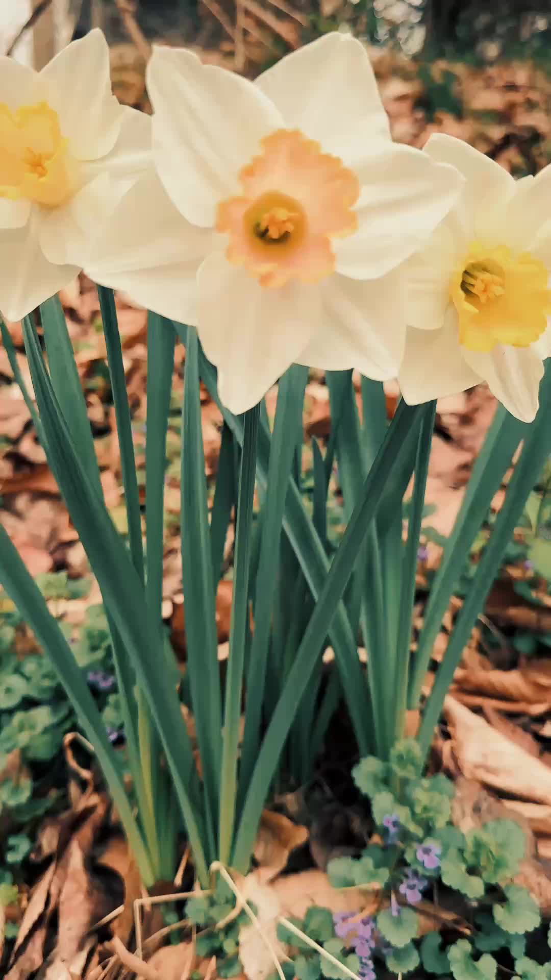@Ellicott City Pix