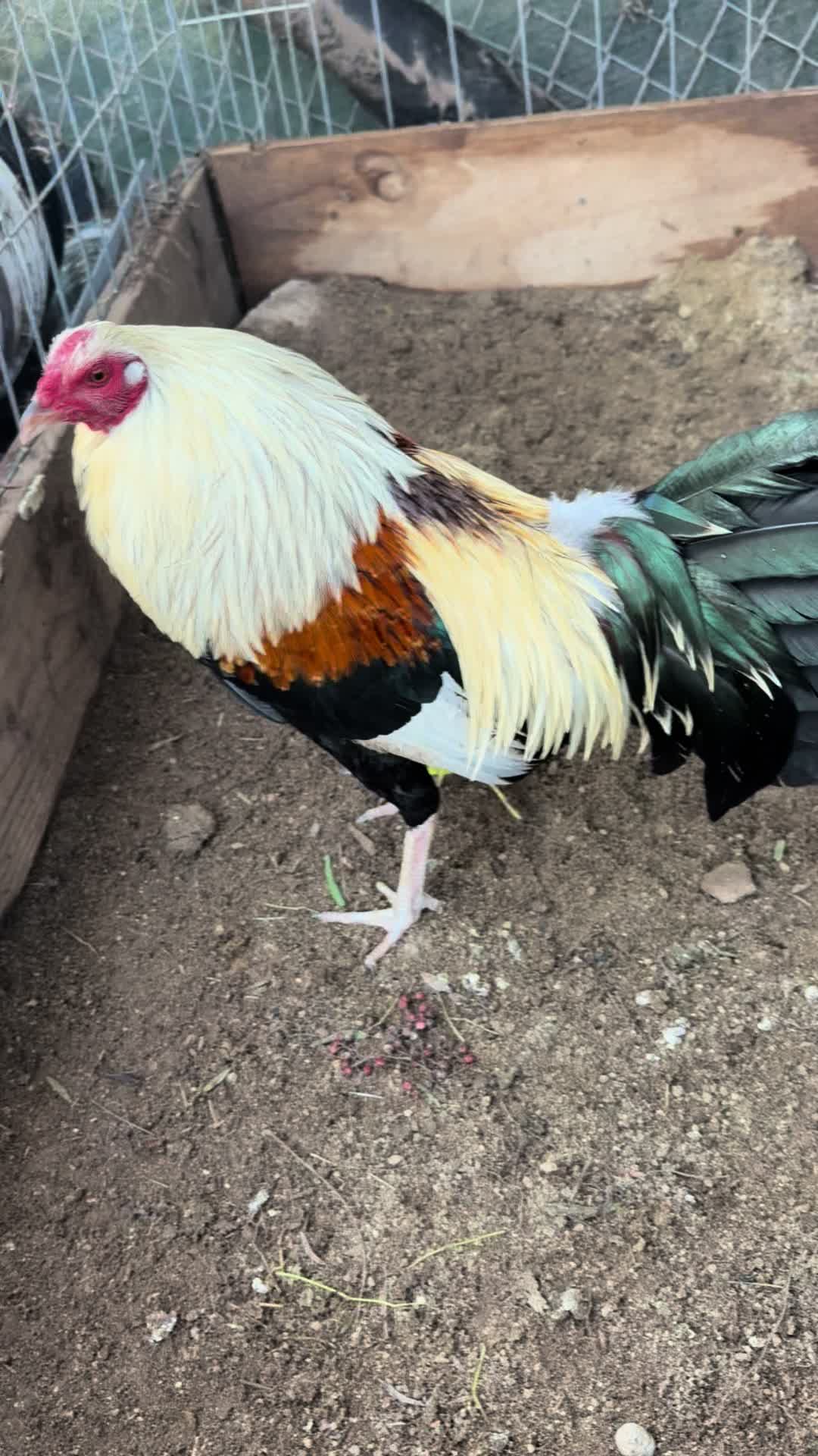 @los cal&eacute;ntanos game farm
