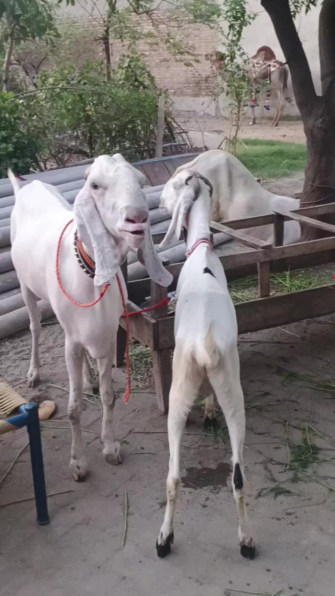 @نعیم جٹ 💕
