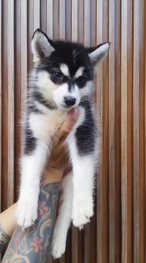 @Lavanya Kennel