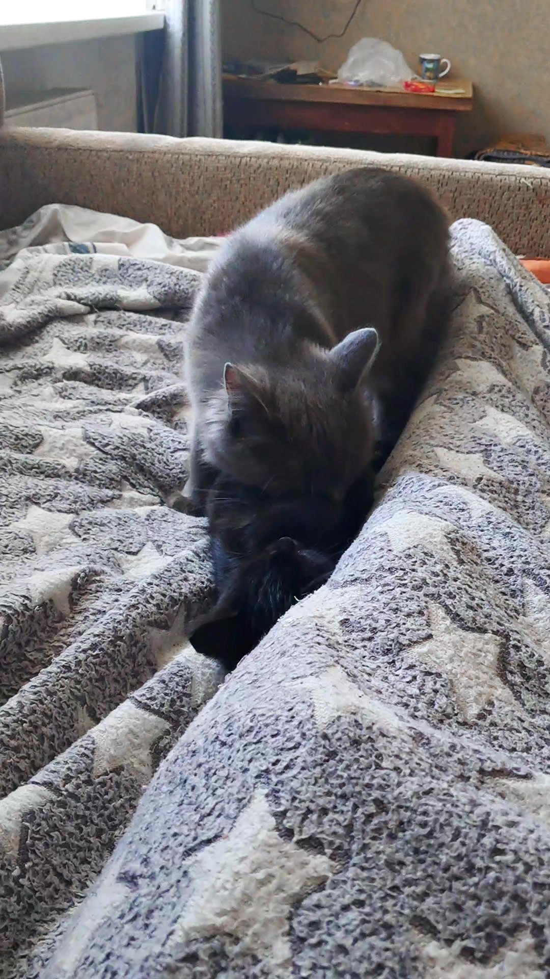 @Коти з Харківщини