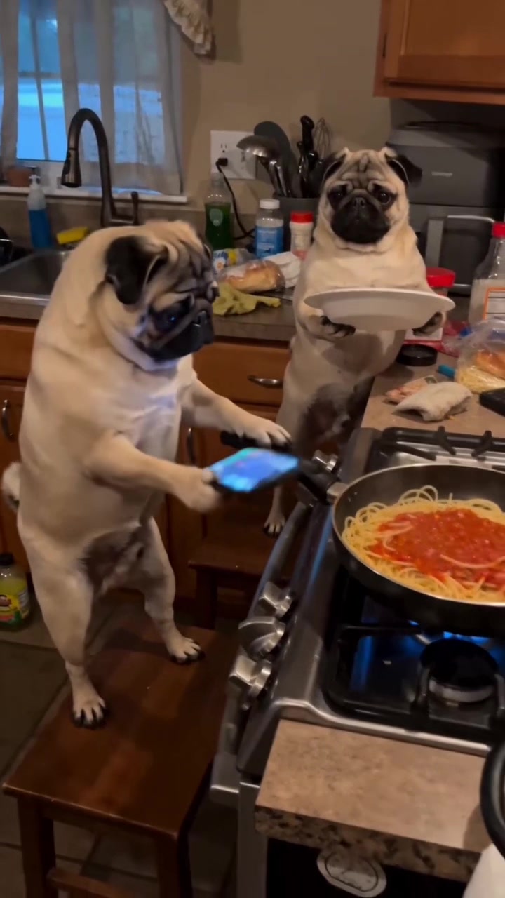 @Lucas The Pug