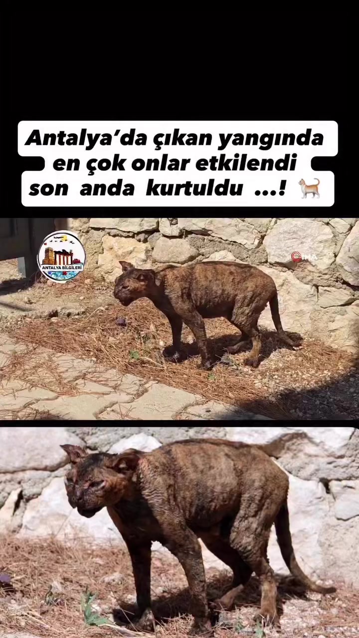 @Salim Kuntoğlu
