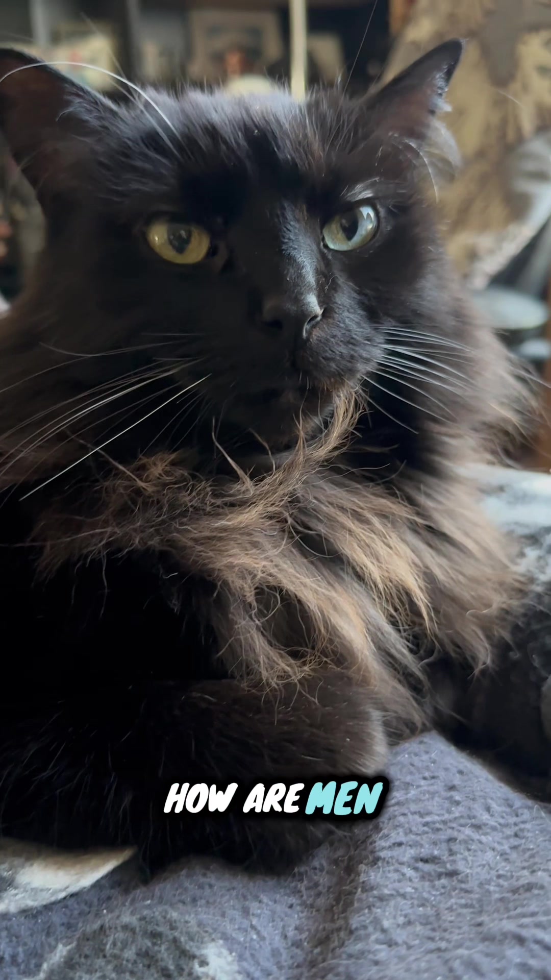 @Sir FluffyButt,the cat🇨🇦🇺🇦